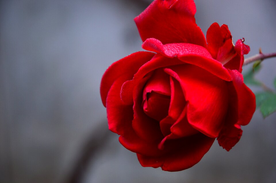 Plant flower rose bloom