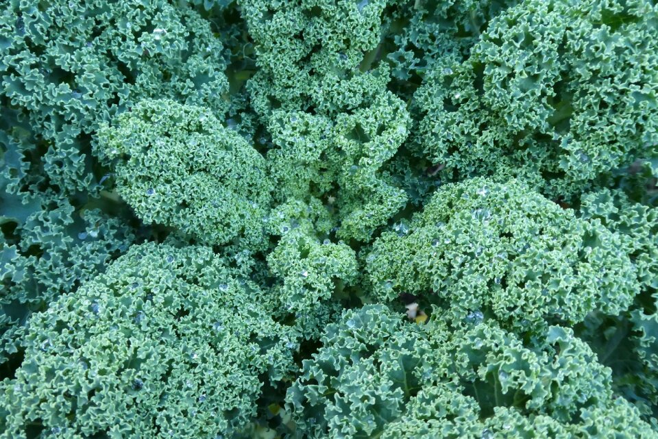 Food winterkost healthy