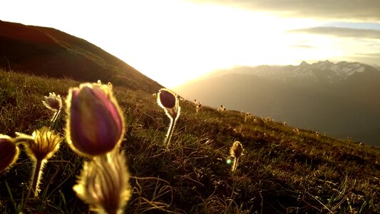 In the free sky flower