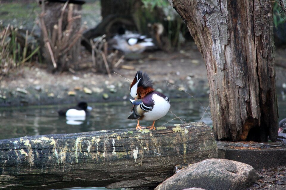 Birds zoo Free photos