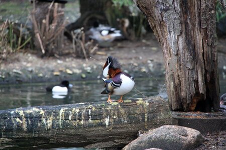 Birds zoo Free photos