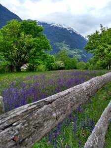Mountain scenic fence