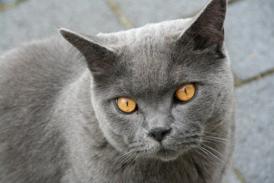 Cat portrait pet