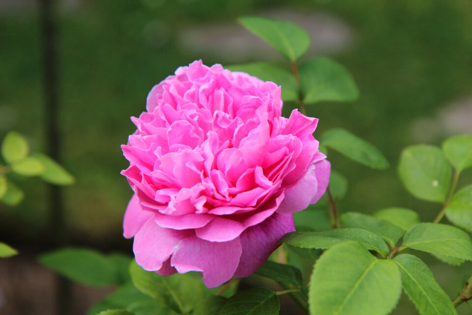 English rose rosier english blossomed
