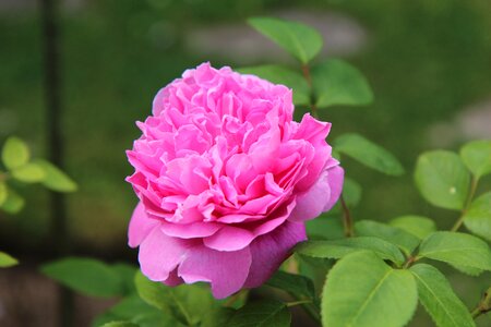 English rose rosier english blossomed photo