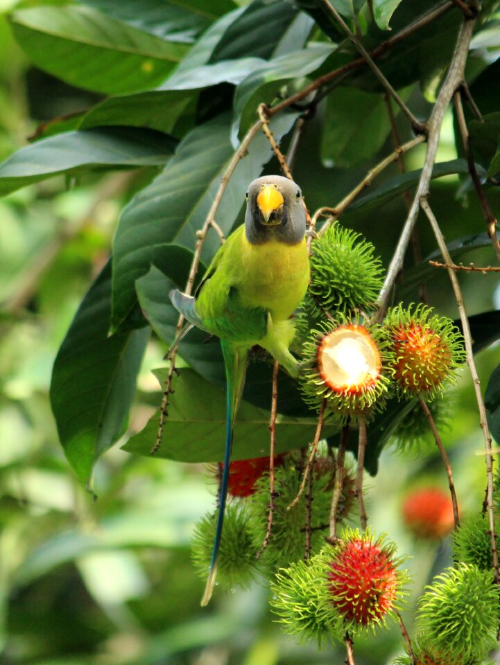 Plumage cute nature