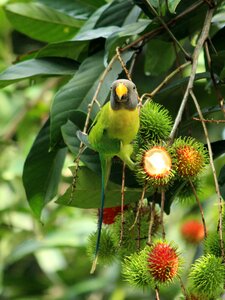 Plumage cute nature photo