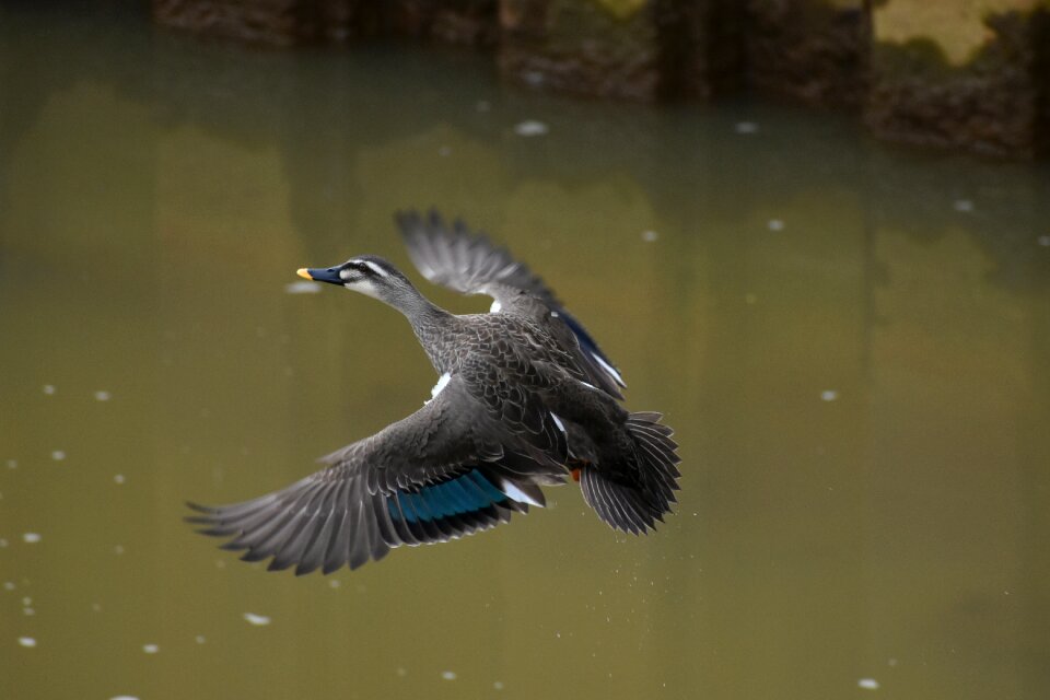 Bird wild birds waterfowl