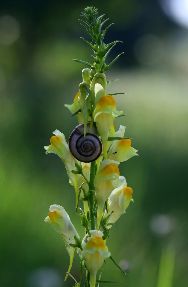 Yellow nature spiral