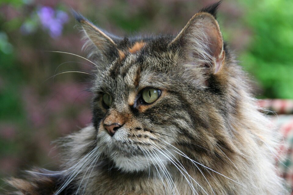 Maine coon cat forest cat