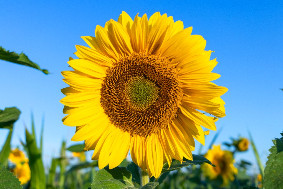 Flower yellow sunny