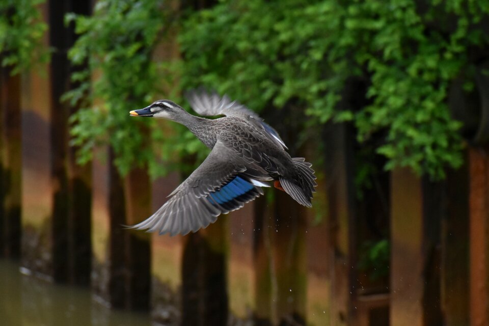 Bird wild birds waterfowl