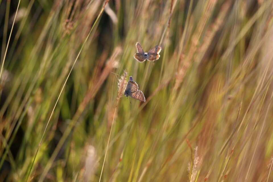 Nature insect reproduction