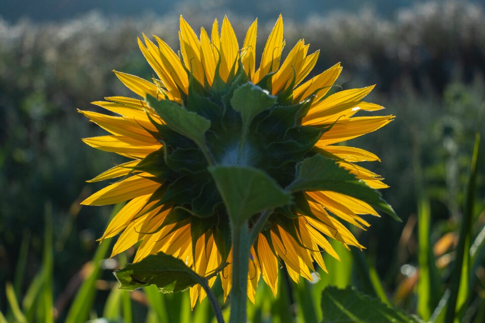 Flower yellow sunny