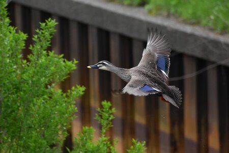 Bird wild birds waterfowl photo