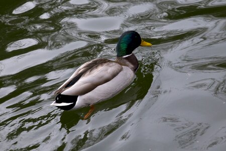 Lake waterfowl pond photo