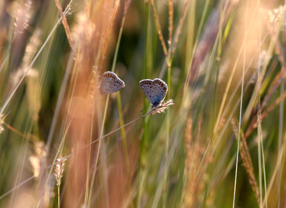 Nature insect reproduction