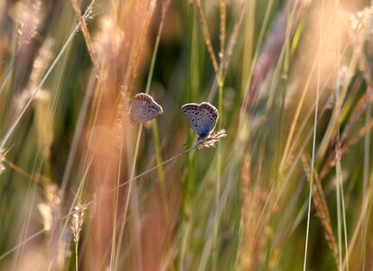 Nature insect reproduction photo