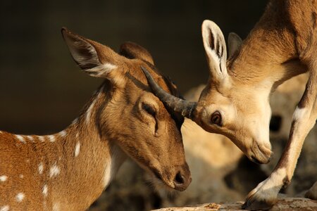 Rubbing heads affection