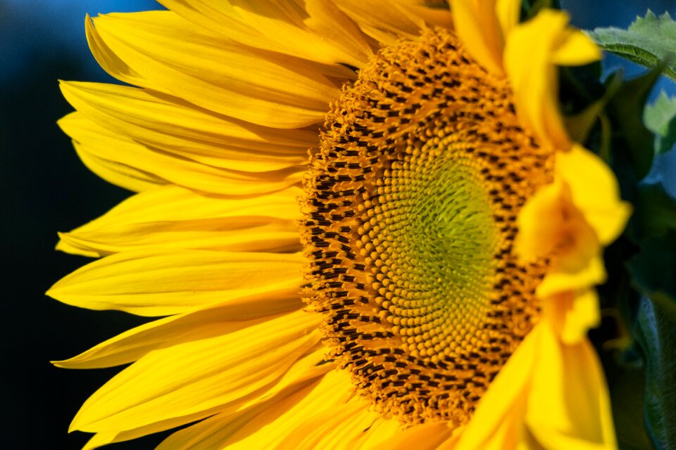 Flower yellow sunny