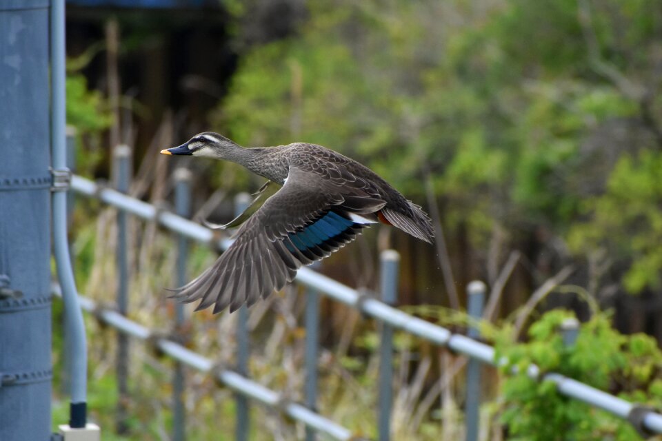 Bird wild birds waterfowl
