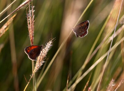 Nature insect reproduction