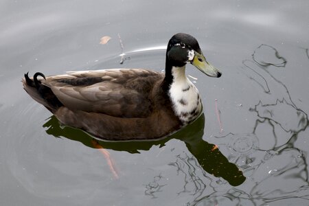 Lake waterfowl pond