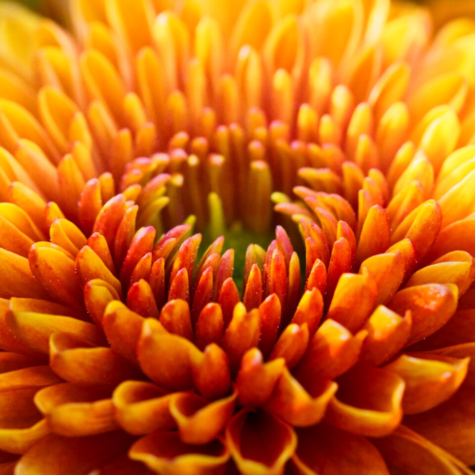 Bright close up dahlia garden