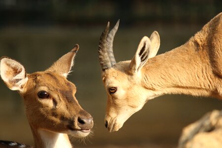 Gazelle animals affection