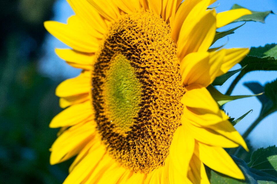 Flower yellow sunny