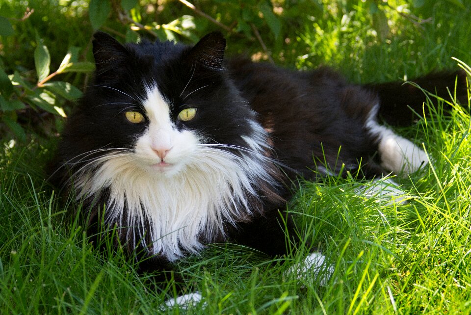 Domestic cat cat face animal