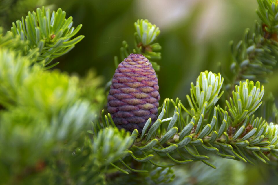 Pine tree forest