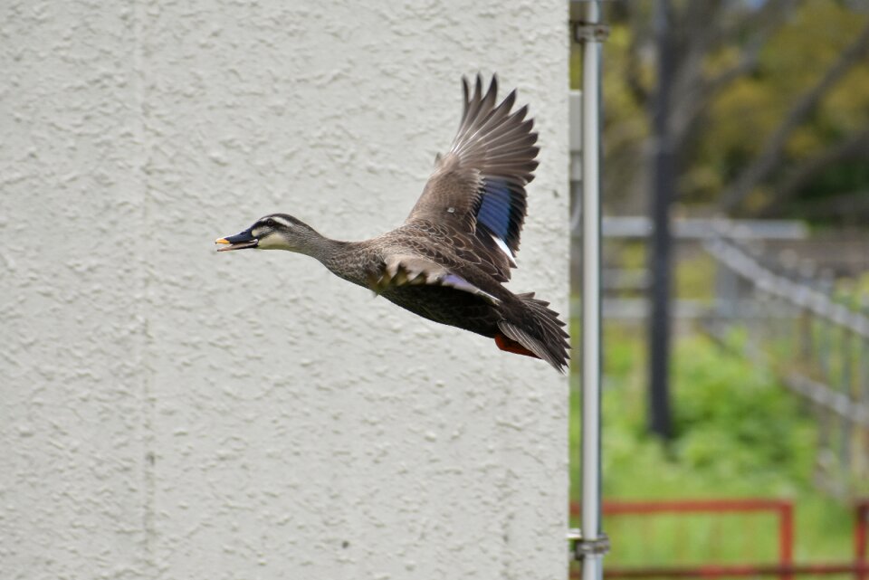 Bird wild birds waterfowl