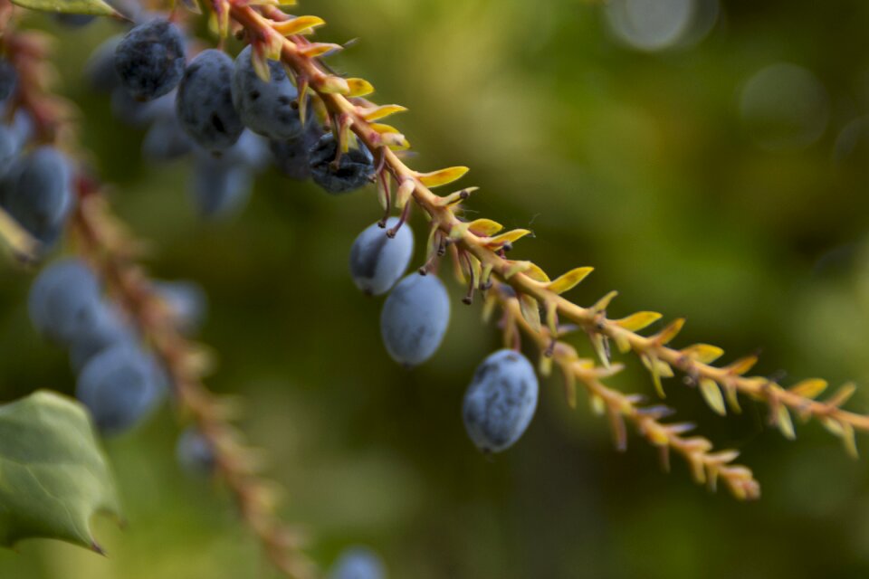 Nature tree berries