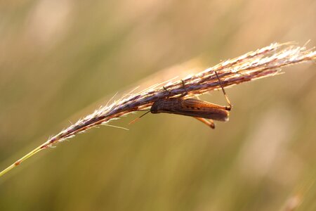 Grass insecta rest photo