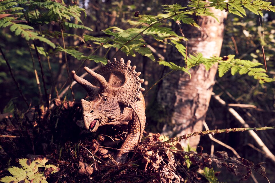 Triceratops dino forest