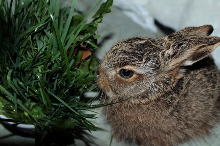 European brown hare young hare france photo