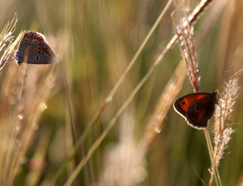 Nature insect reproduction