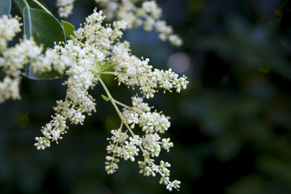 Beauty plants small flower