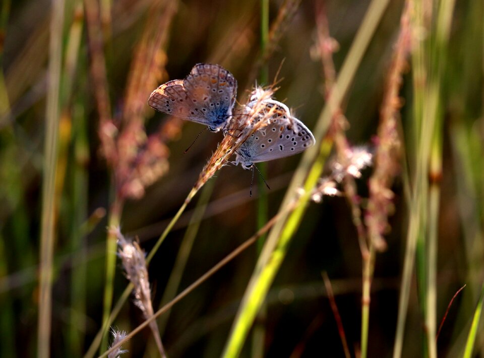 Nature insect reproduction