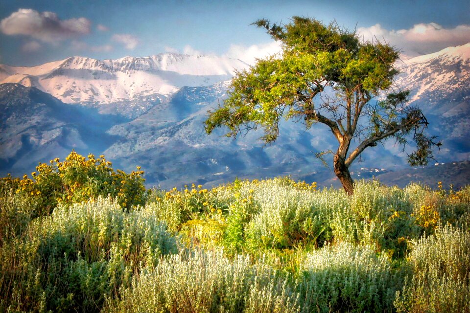 Tree mountain snow