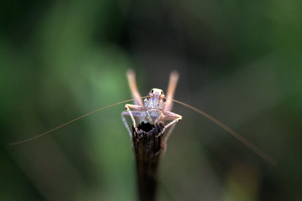 Insecta rest nature