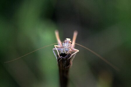 Insecta rest nature photo