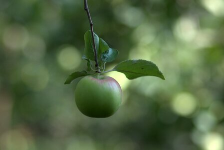 Green fruit tree