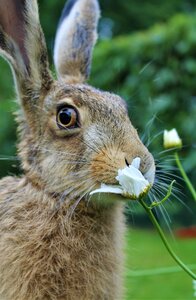 Young hare france flower