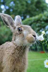 Young hare france inquisitive hare
