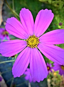 Ornamental plant shrub spring-shaped flowers