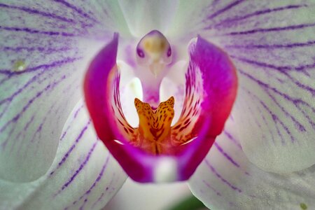 Tropical color orchid