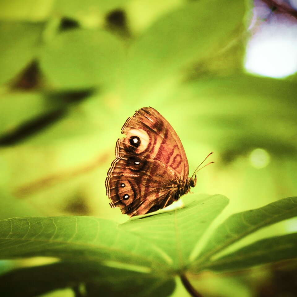 Butterflies wings macro