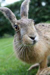 Young hare france inquisitive hare